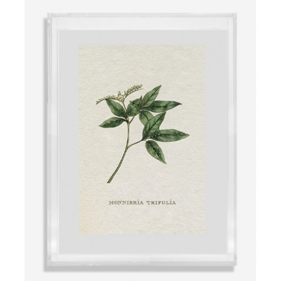 QUADRO ACRILICO GRAVURA GARDEN FOLHAGENS QUADRO ACRILICO GRAVURA GARDEN FOLHAGENS