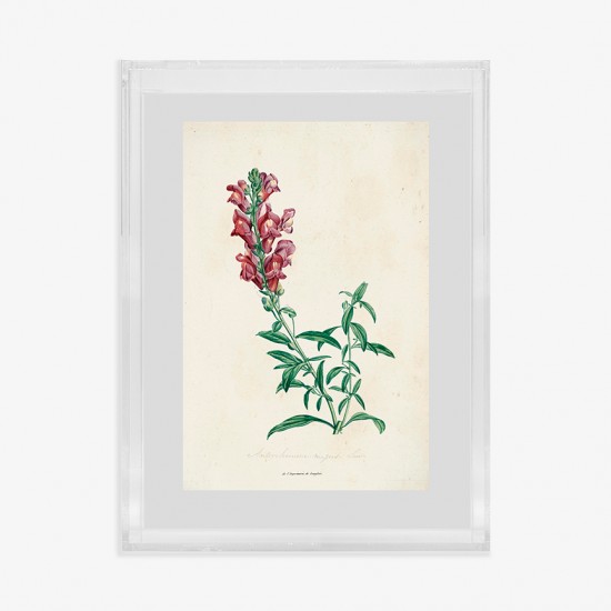 QUADRO ACRILICO GRAVURA GARDEN ROSA QUADRO ACRILICO GRAVURA GARDEN ROSA